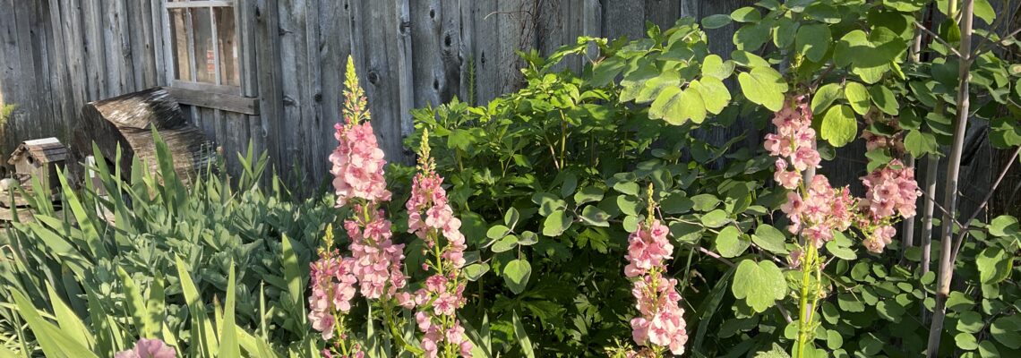 pink mullein growing on side of grey barn with window