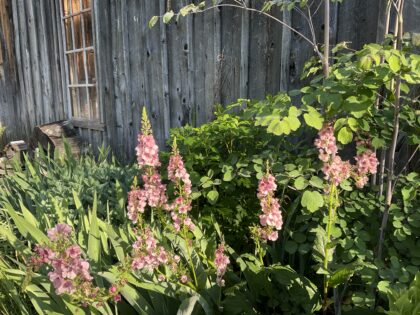 Pink mullein growing on the side of a grey barn with window