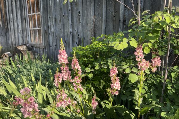 pink mullein growing on side of grey barn with window