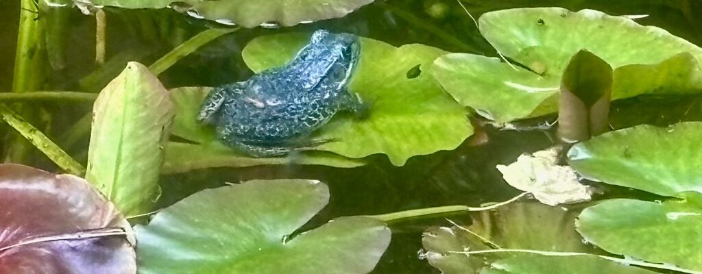 Northern Leopard Frog sitting on a waterlily