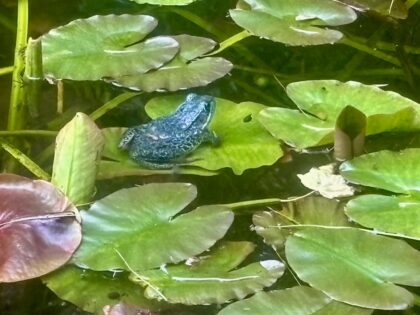 Blue Northern Leopard frog sitting on a waterlily leaf