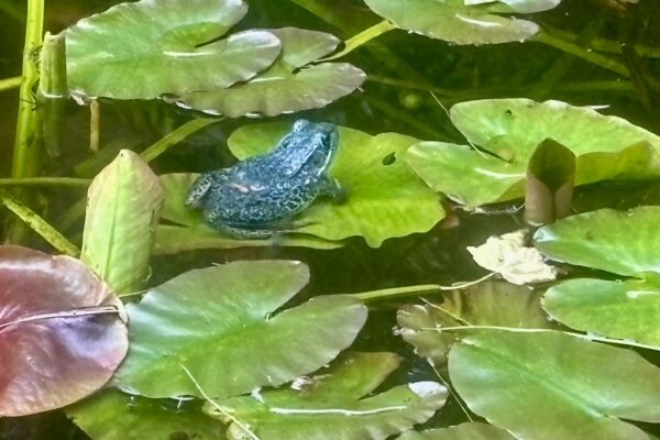 Northern Leopard Frog sitting on a waterlily