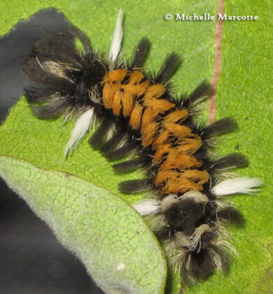 black, orange white caterpillar on green leaf