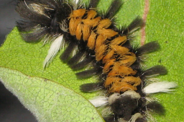 black, orange white caterpillar on green leaf